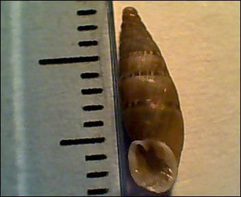 clausilide da identificare